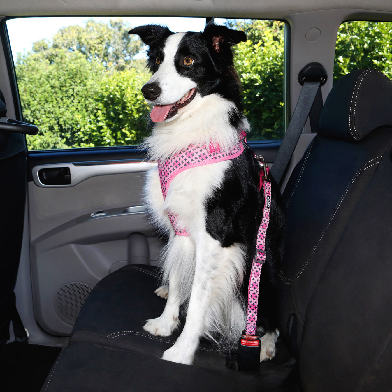 Dog in front seat of car law best sale