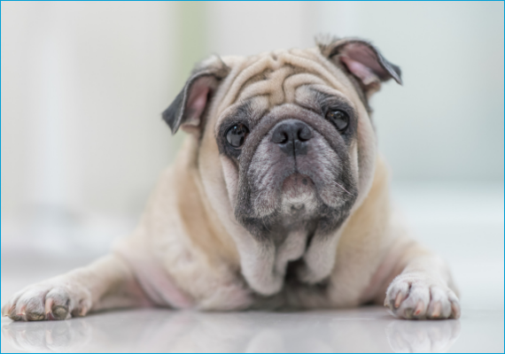 5 Signs Your Dog Might Be In Pain With Dr Ben Brown – DOOG (Dog Owners ...