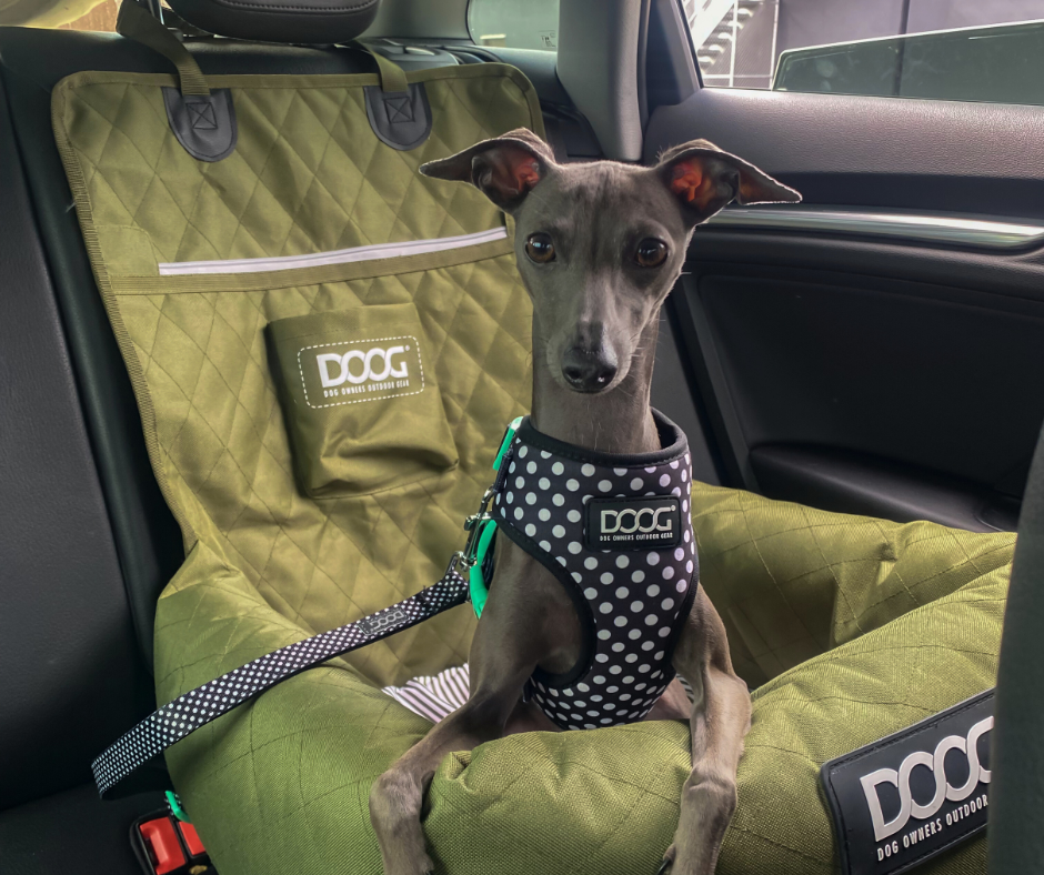 Hit the Road with DOOG: Travel Essentials for Your Dog