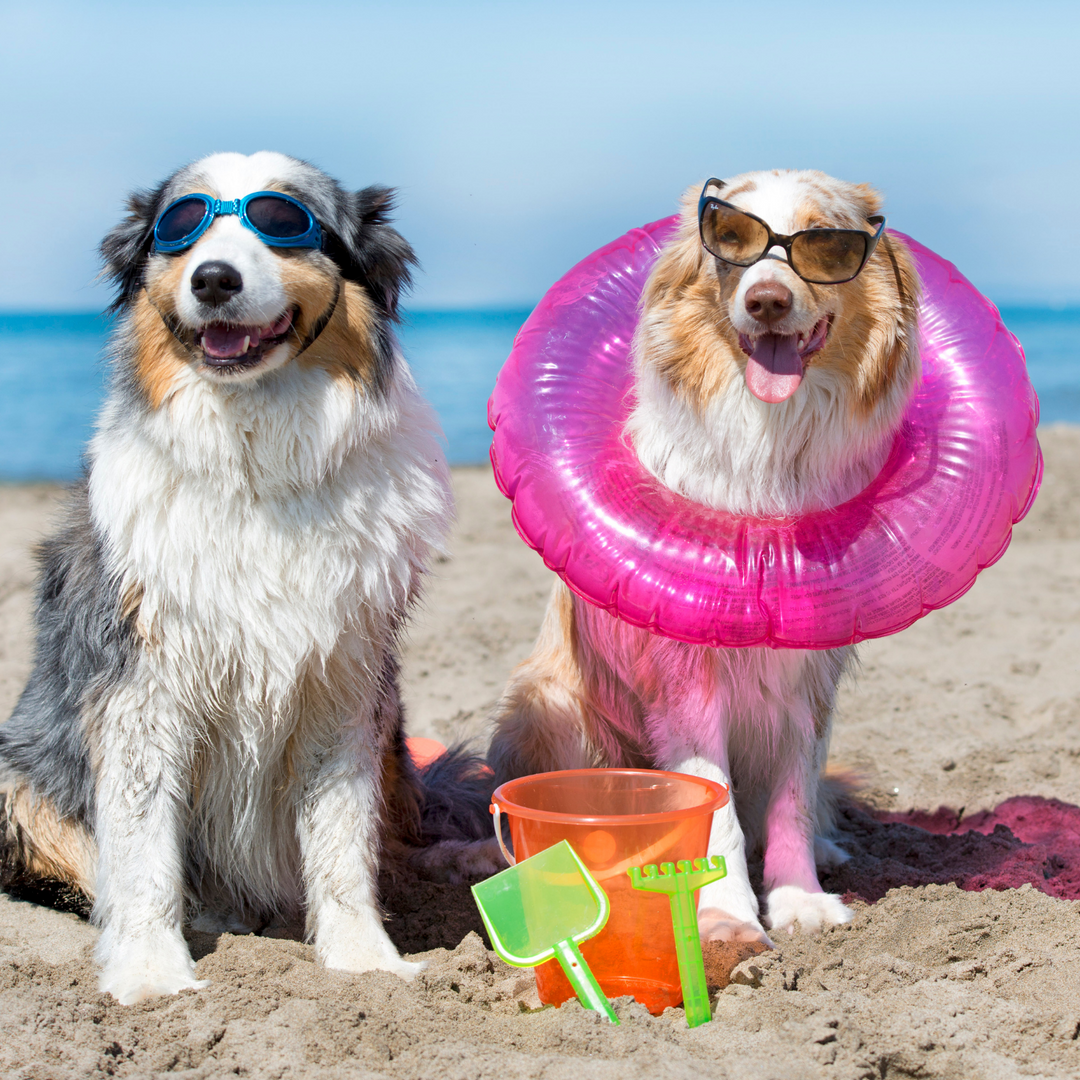 5 summer holiday destinations to enjoy with your dog