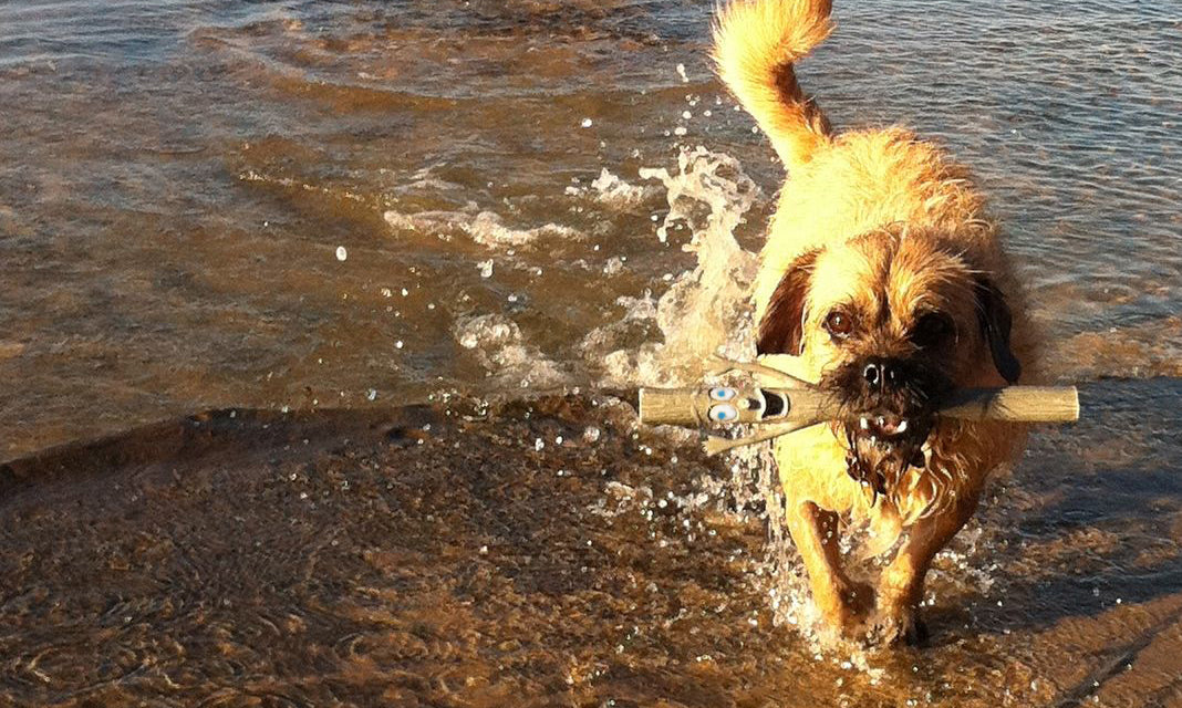 Beat the Heat – How to Have a Safe and Happy Summer With Your Dog ...