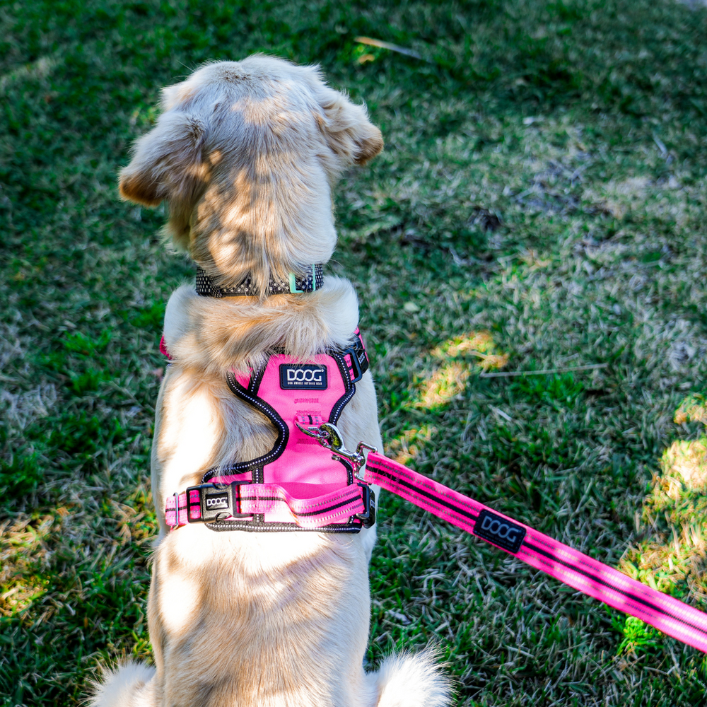 Neoprene Dog Lead - (Neon High Vis) Lady