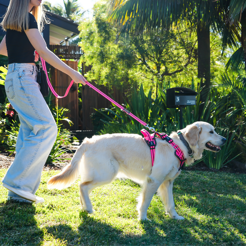 Neoprene Dog Lead - (Neon High Vis) Lady