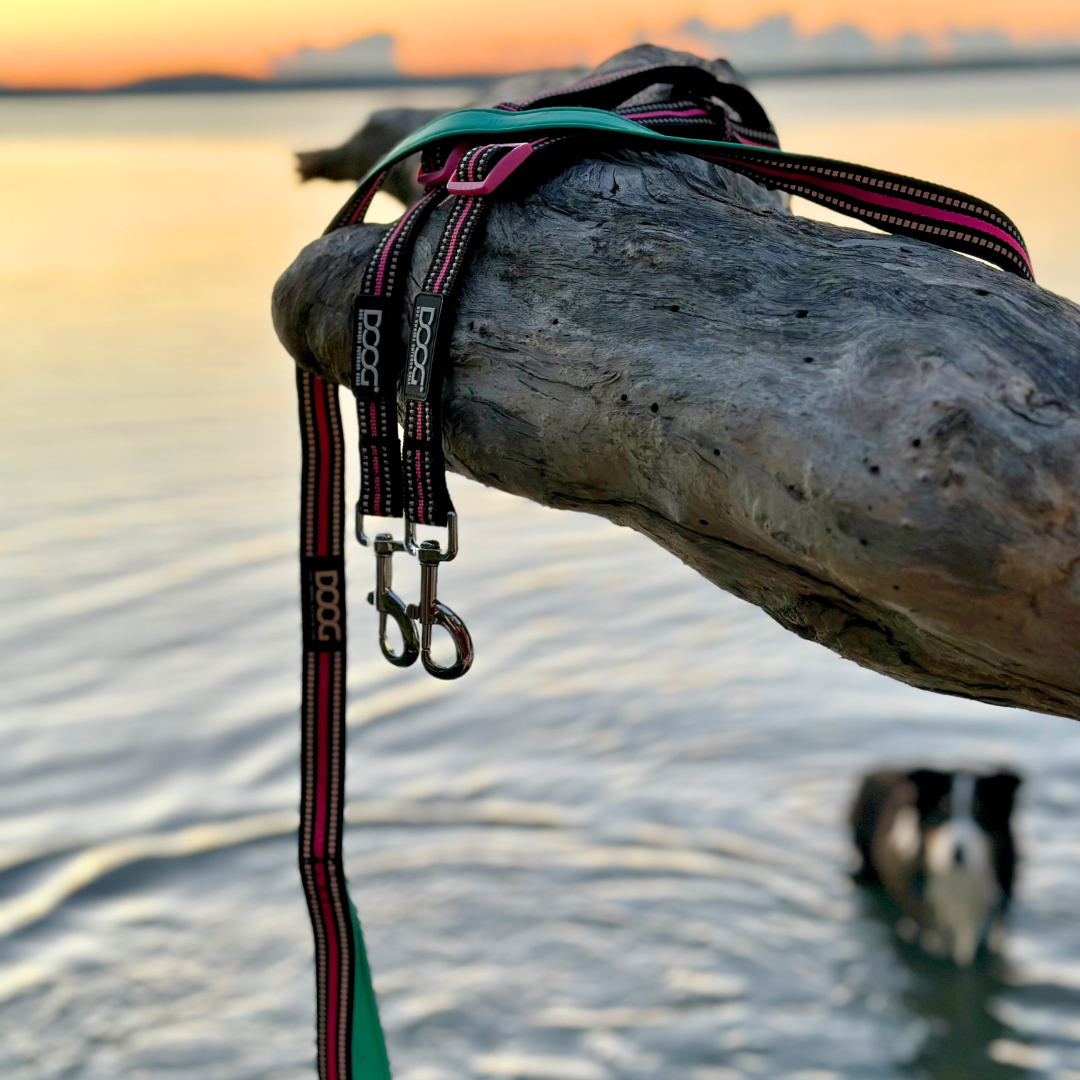 Dual Walker Leash - RIN TIN TIN