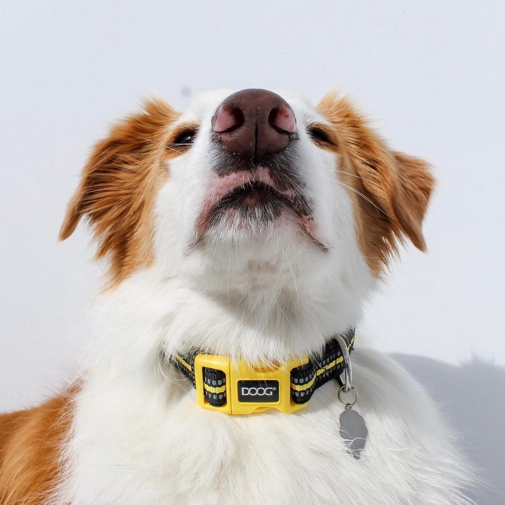 Neoprene Dog Collar - (Neon High Vis) Bolt