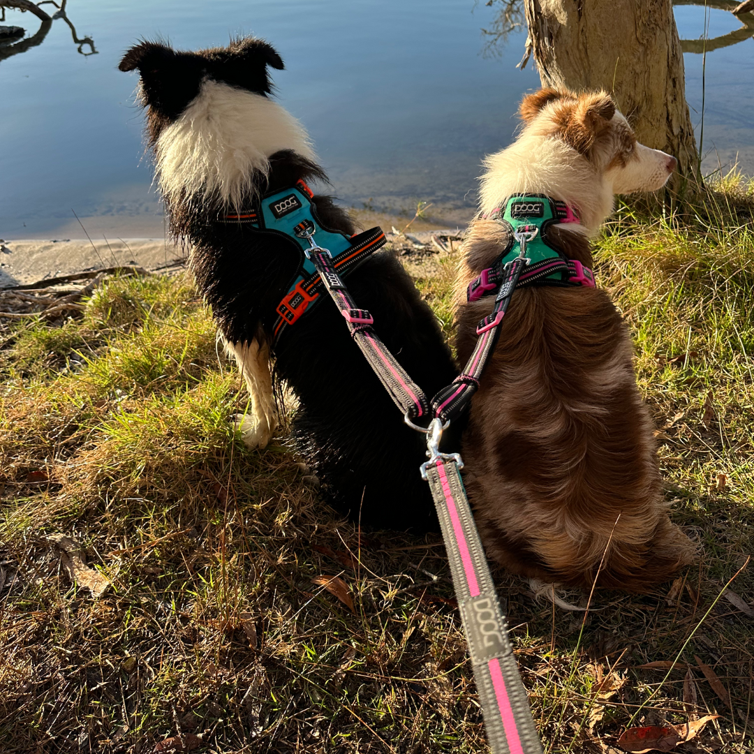 Dual Walker Leash - RIN TIN TIN