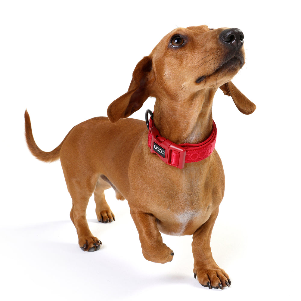 Neosport Neoprene Dog Collar - Red