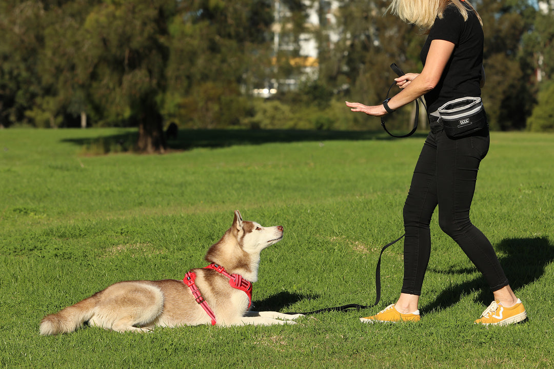 Dog Training Leash - BLACK - Extra Long