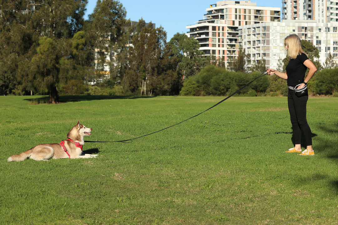 Dog Training Leash - BLACK - Extra Long