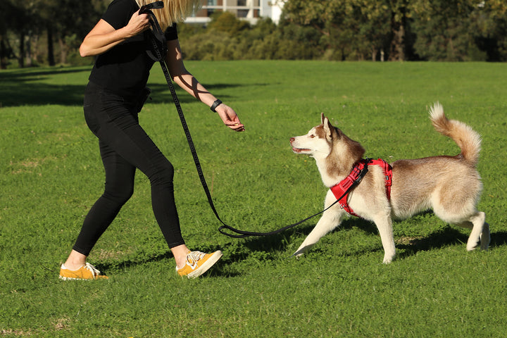 Dog Training Leash - BLACK - Extra Long