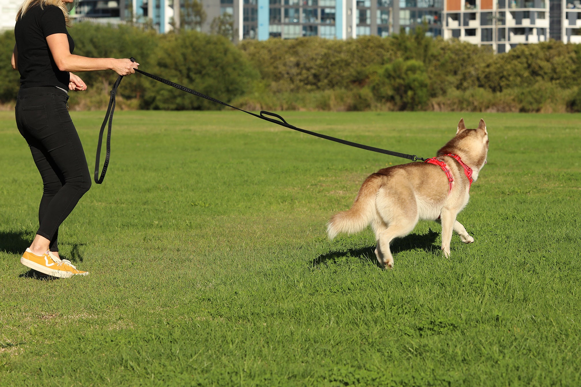 Long leash dog training hotsell