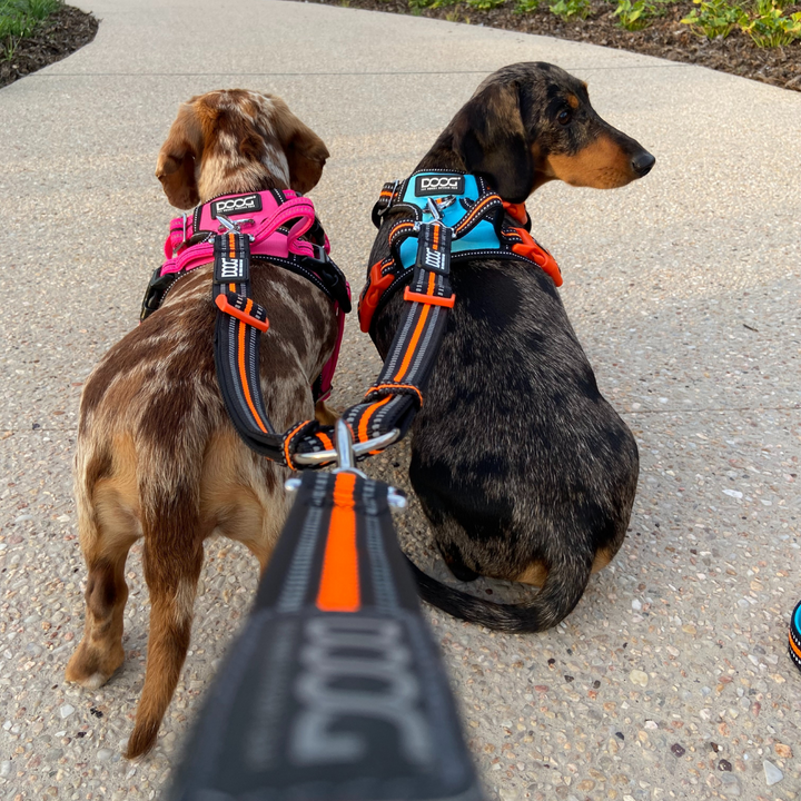 Dual Walker Leash - RIN TIN TIN