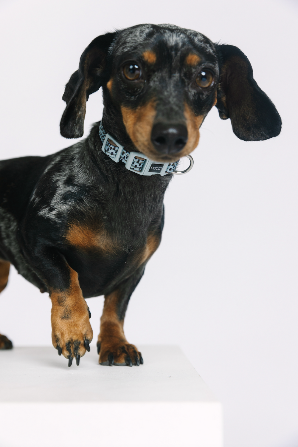 Neoprene Dog Collar - Dash