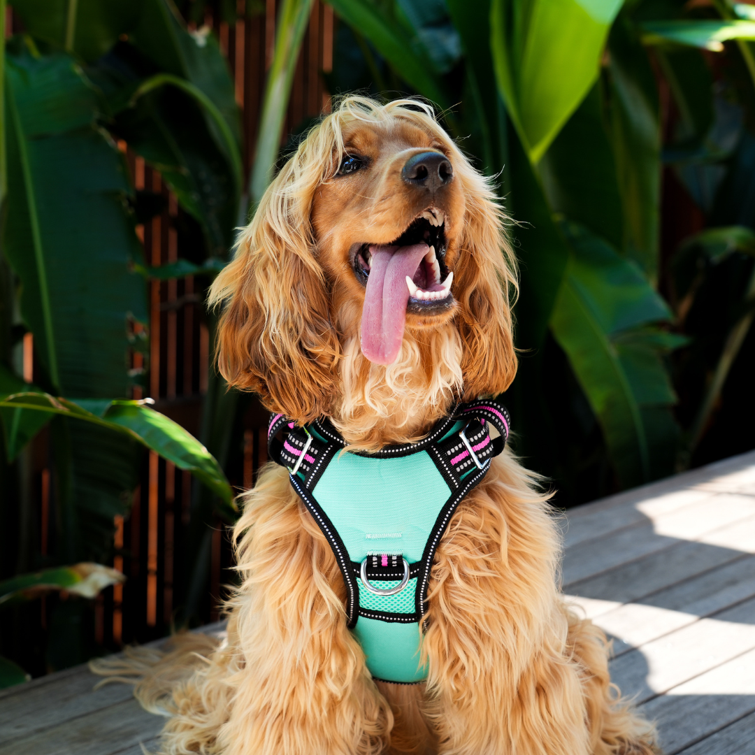 Neotech Harness - (Neon High Vis) Rin Tin Tin