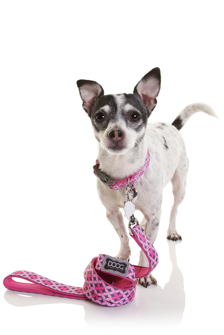 Neoprene Dog Lead - Toto