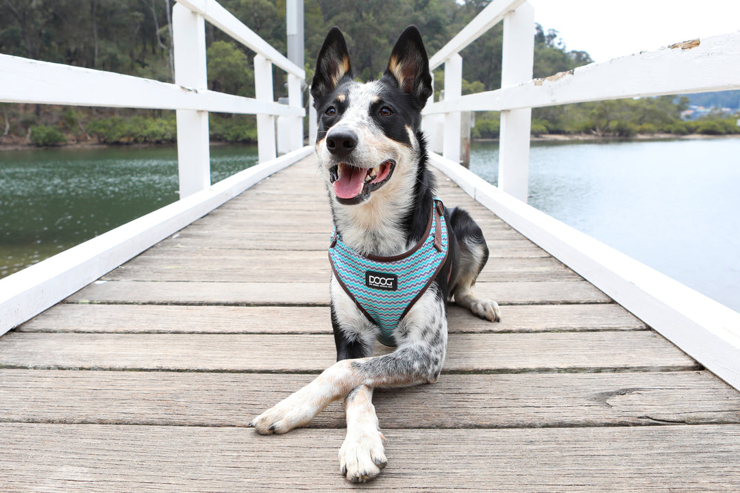 Neoflex Soft Harness - Benji