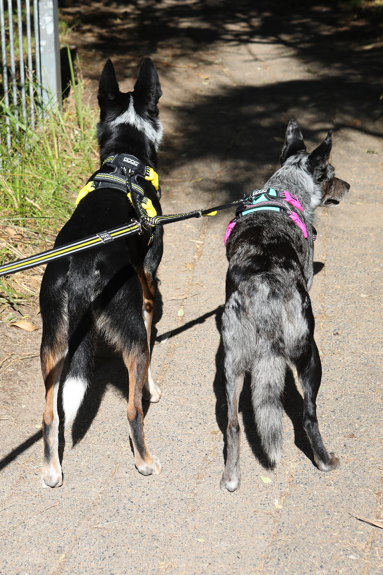 Dual walker dog leash best sale