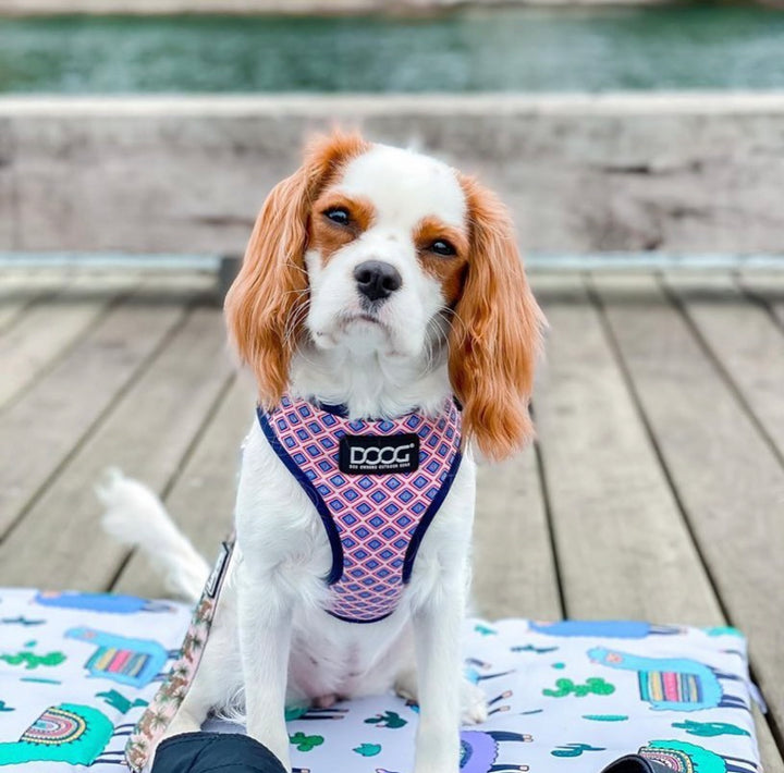 Neoflex Soft Harness - Gromit